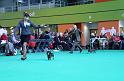 Crufts_dachshunds 490